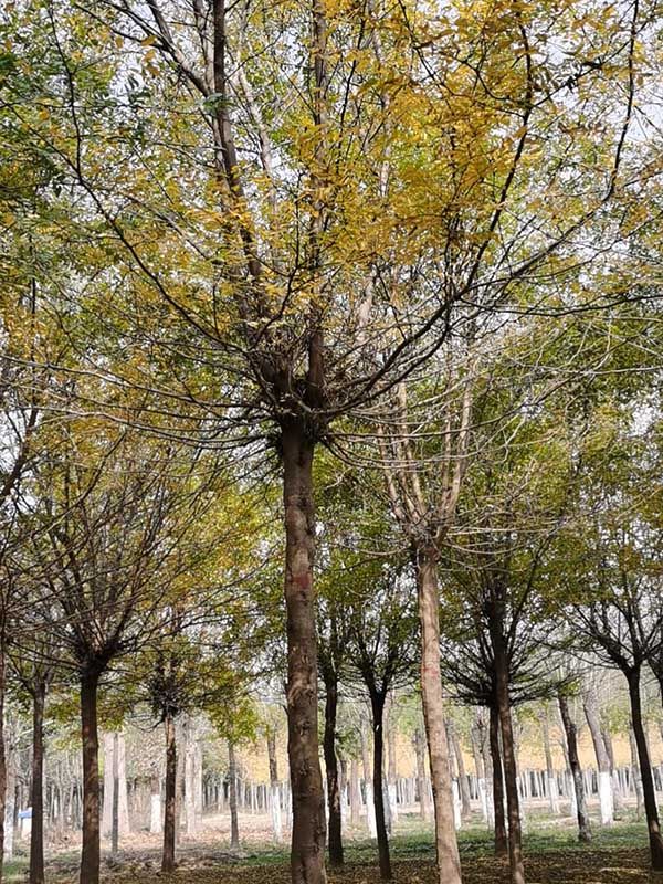 皂角树 
