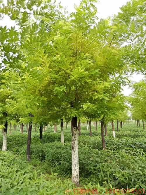 黄金槐多少树龄可以被称为古树